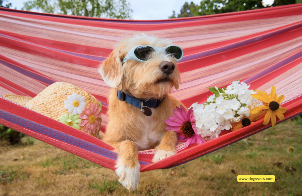 Top: 13 Dog-Friendly Vacation Destinations in USA for Pooches